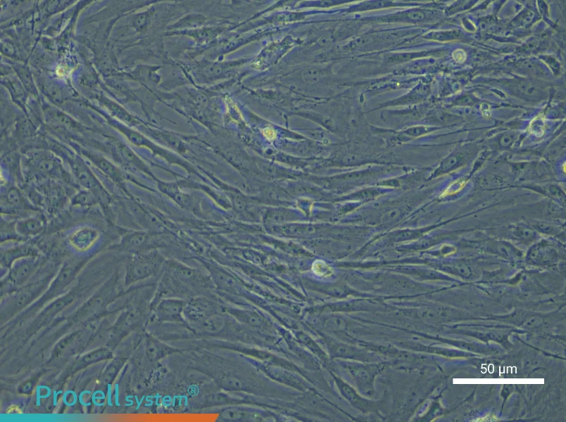 Mouse Adipose-derived Mesenchymal Stem Cell Complete Medium - small - 4
