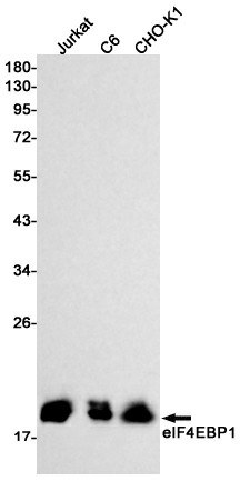 Recombinant 4E BP1 Monoclonal Antibody - 1