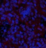 Phospho-GSK3 beta (Ser9) Polyclonal Antibody - 3
