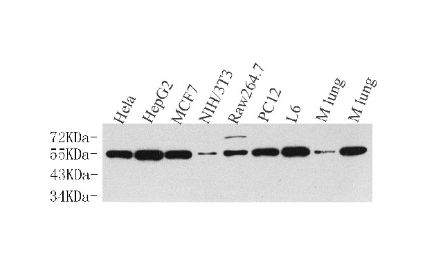 Cyclin B1 Polyclonal Antibody - 1