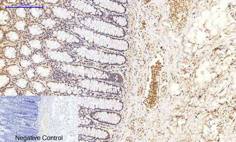 Phospho-GSK3 beta (Ser9) Polyclonal Antibody - 2