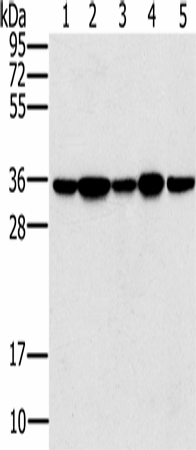 PPP1CC Polyclonal Antibody - 1