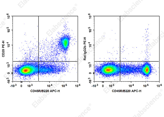 PE Anti-Mouse CD20 Antibody[SA271G2] - 1