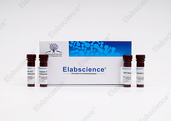 Caspase 3/7 and DAPI Double Staining Kit - 2