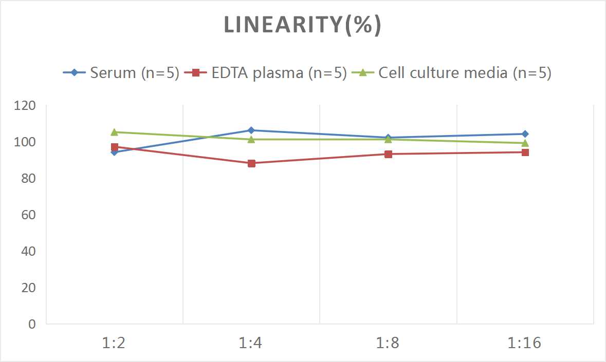 Rat Bcl-2(B-cell Lymphoma/Leukemia 2) ELISA Kit - 2