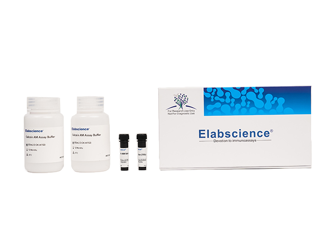 Calcein AM/PI Double Staining Kit - small - 4