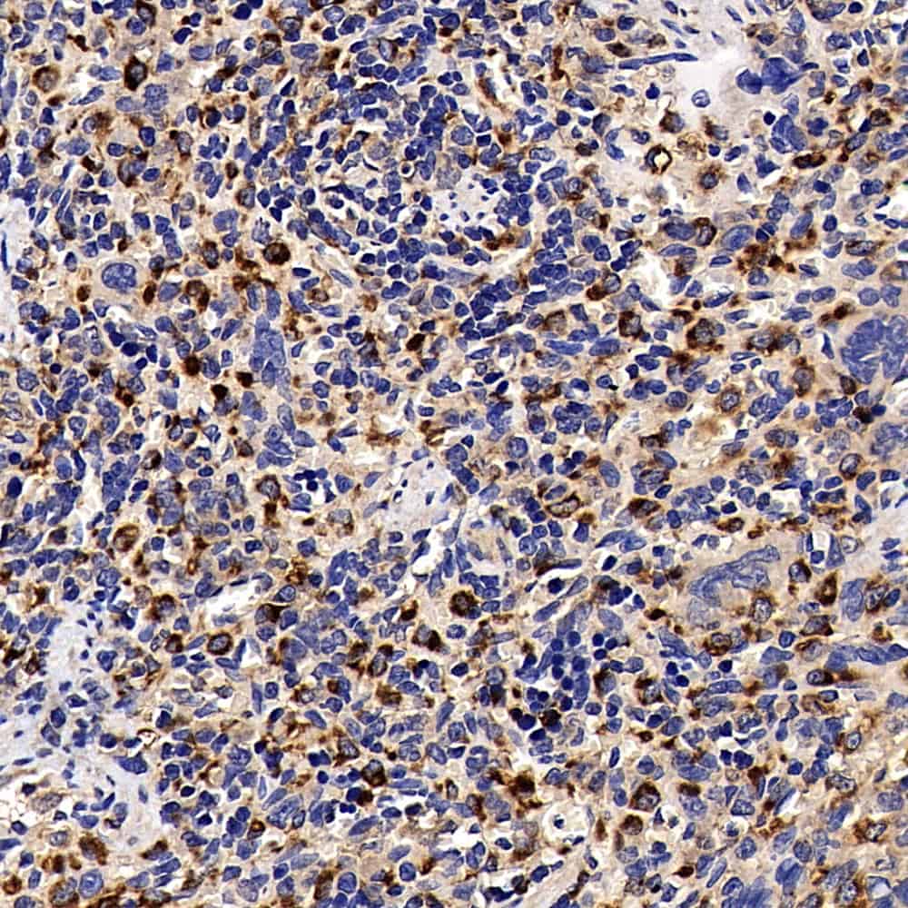 CD68 Polyclonal Antibody - small - 3