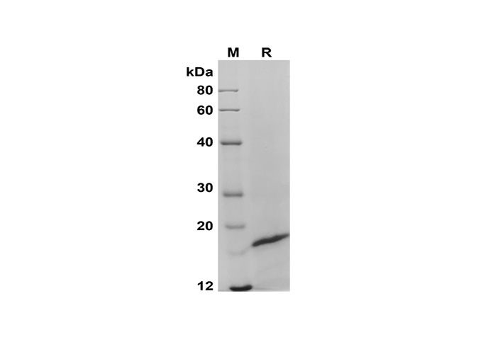 Recombinant Human IL-20 Protein - 1