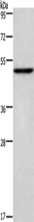 CKMT2 Polyclonal Antibody - 1