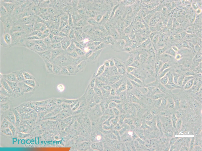 VERO C1008 [Vero E6] Cell Complete Medium - small - 5