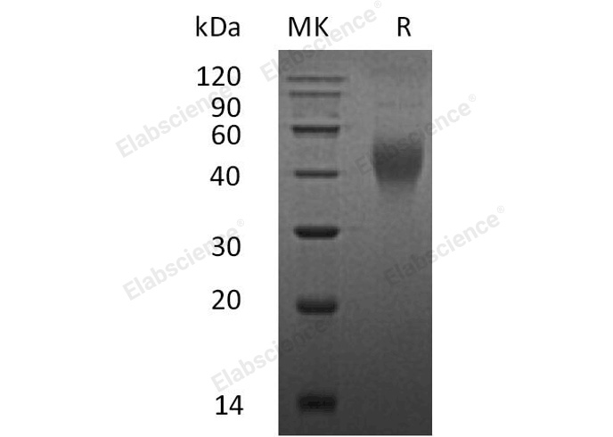 Recombinant Mouse M-CSF/CSF1 Protein - 1