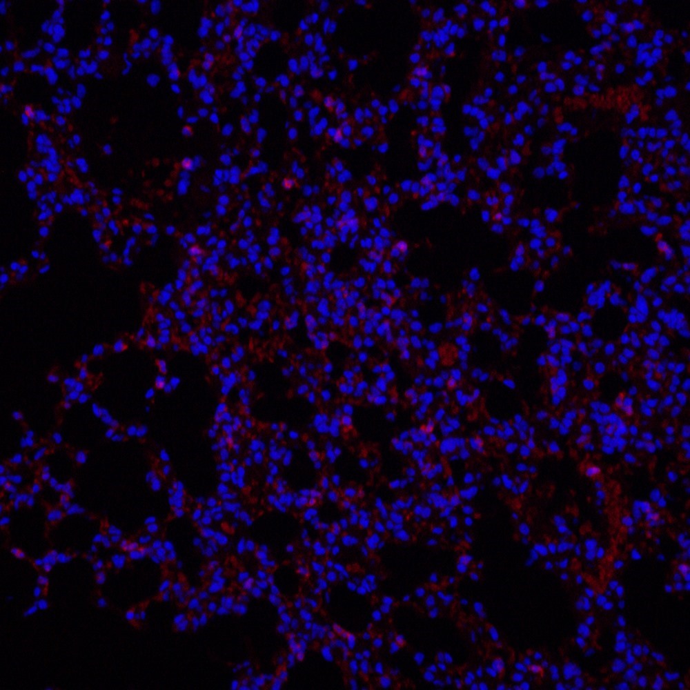 Ly6g Polyclonal Antibody - 2