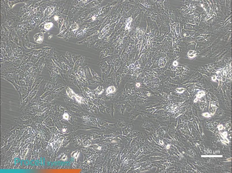 UM-Chor1 Cell Complete Medium - 2