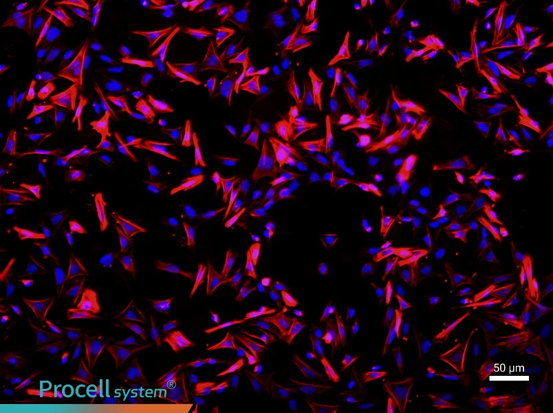 Rat Small Intestine Smooth Muscle Cell Complete Medium - 1