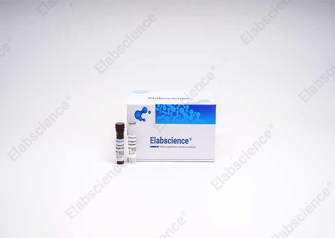 EasySort™ Mouse B Cell Isolation Kit - 2