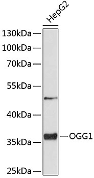 OGG1 Polyclonal Antibody - 2