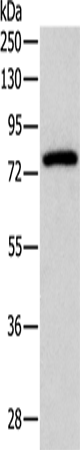 PKC gamma Polyclonal Antibody - 1