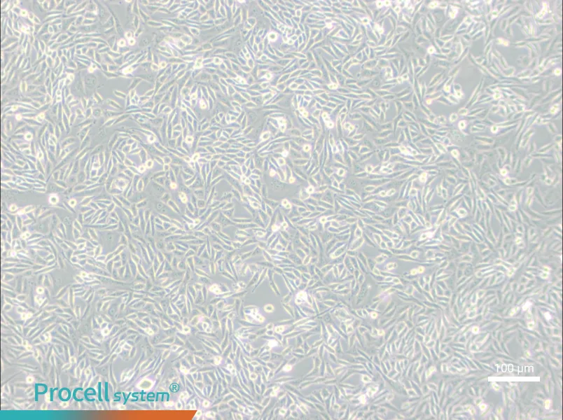 CHO-K1 Cell Complete Medium - 1