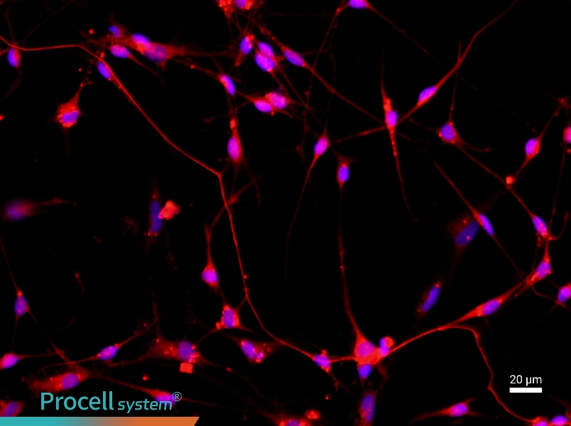 Rat Spinal Cord Neuron Complete Medium - 2