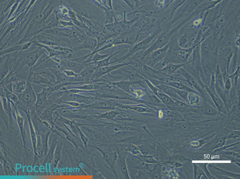 Mouse Adipose-derived Mesenchymal Stem Cell Complete Medium - small - 6