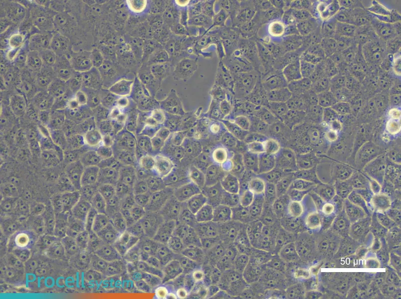 PANC-1 Cell Complete Medium - small - 6