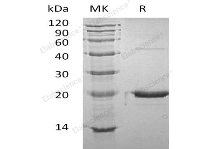 Recombinant Mouse GH1/Growth Hormone Protein - 1