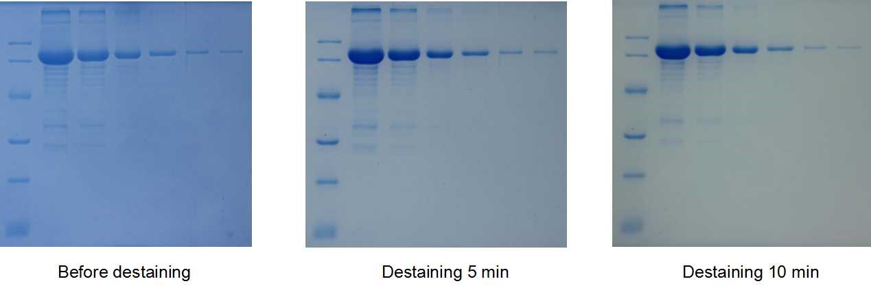Low background: The bands can be observed without destaining, and the low background images can be obtained by destaining with DI water, extend destaining time could be better. Refer to Figure 2.