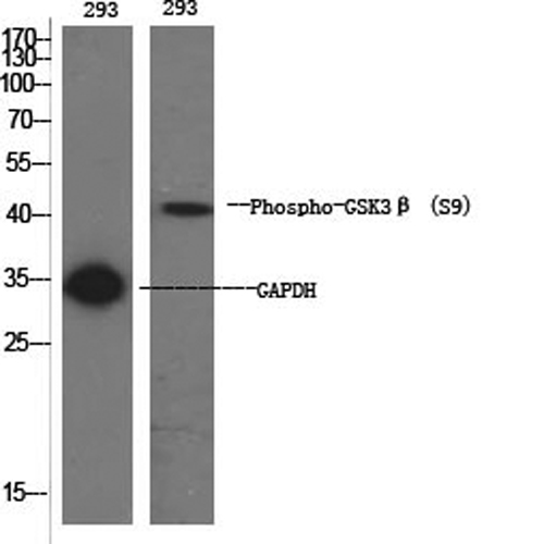 Phospho-GSK3 beta (Ser9) Polyclonal Antibody - 1