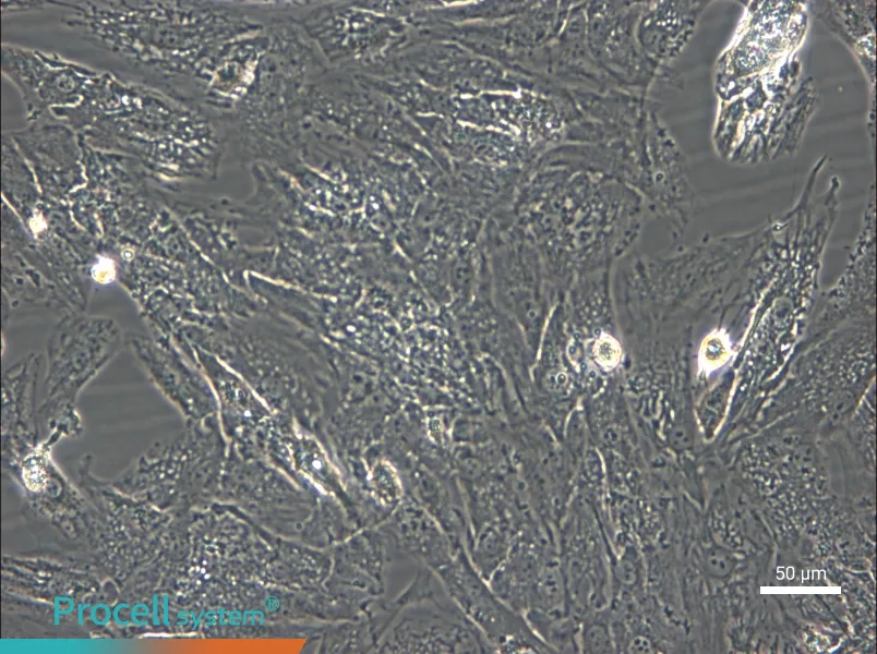 UM-Chor1 Cell Complete Medium - small - 4