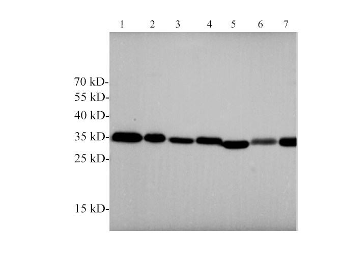 ANXA5 Polyclonal Antibody - 2