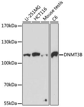 DNMT3B Polyclonal Antibody - 1