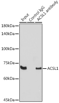 ACSL1 Polyclonal Antibody - small - 4
