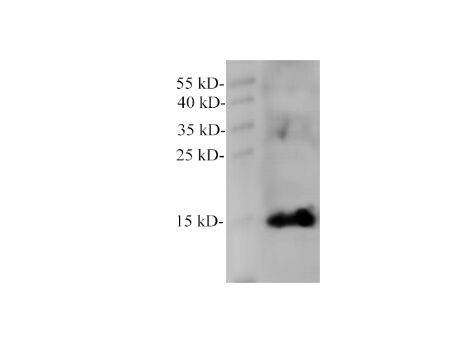 MB Polyclonal Antibody - 2