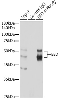 EED Polyclonal Antibody - 2