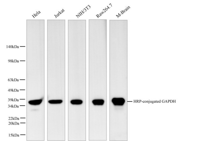 HRP-conjugated GAPDH Monoclonal Antibody - 1