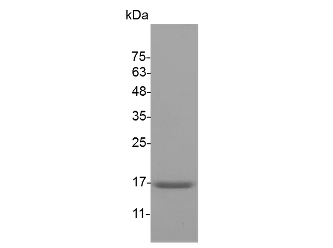 Recombinant Mouse TNF-alpha/TNFA Protein (aa 80-235) - 1