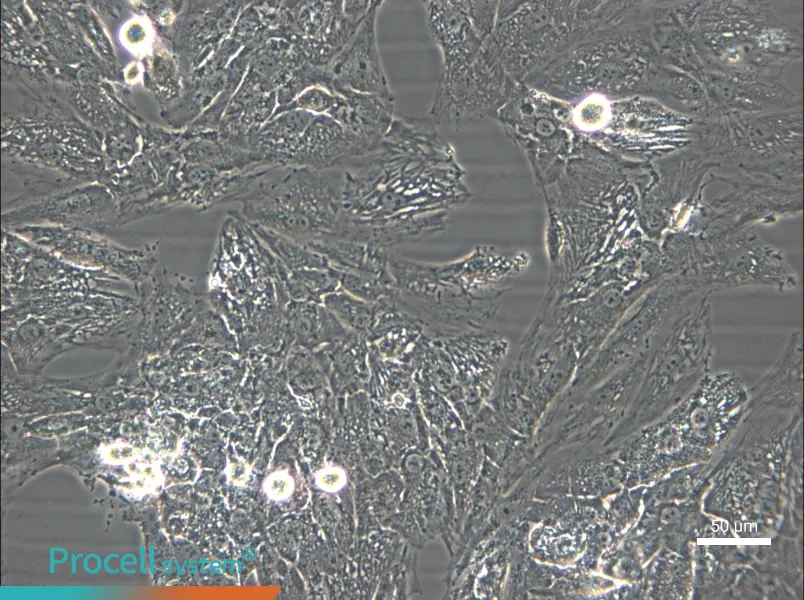 UM-Chor1 Cell Complete Medium - small - 6