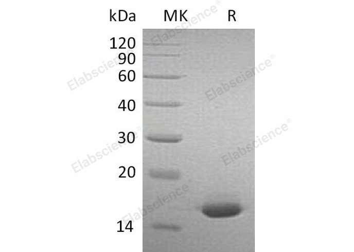 Recombinant Mouse Interferon α-2/IFNA2 Protein - 1