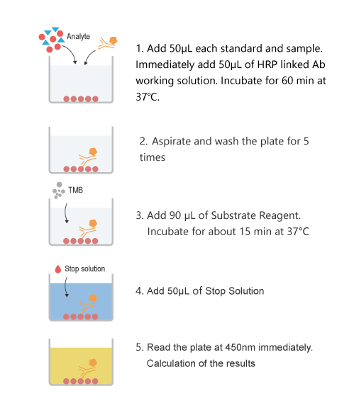 QuicKey Pro Canine E2(Estradiol) ELISA Kit - procedures
