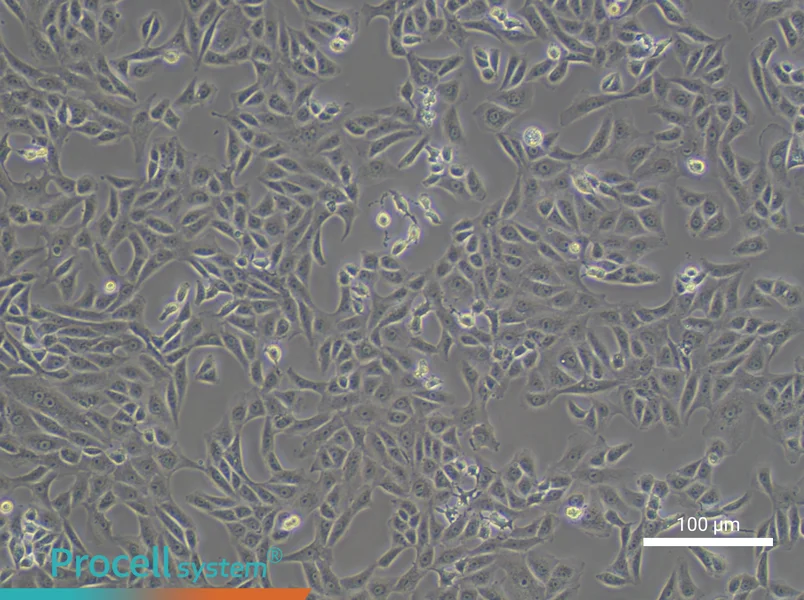 Vero Cell Complete Medium - 2