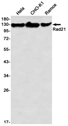 Recombinant Rad21 Monoclonal Antibody - 1