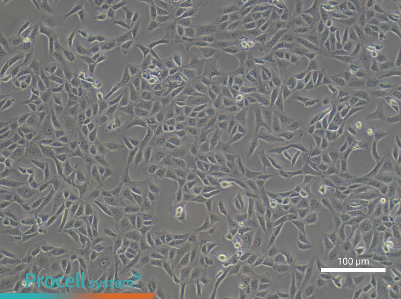 Vero Cell Complete Medium - 3