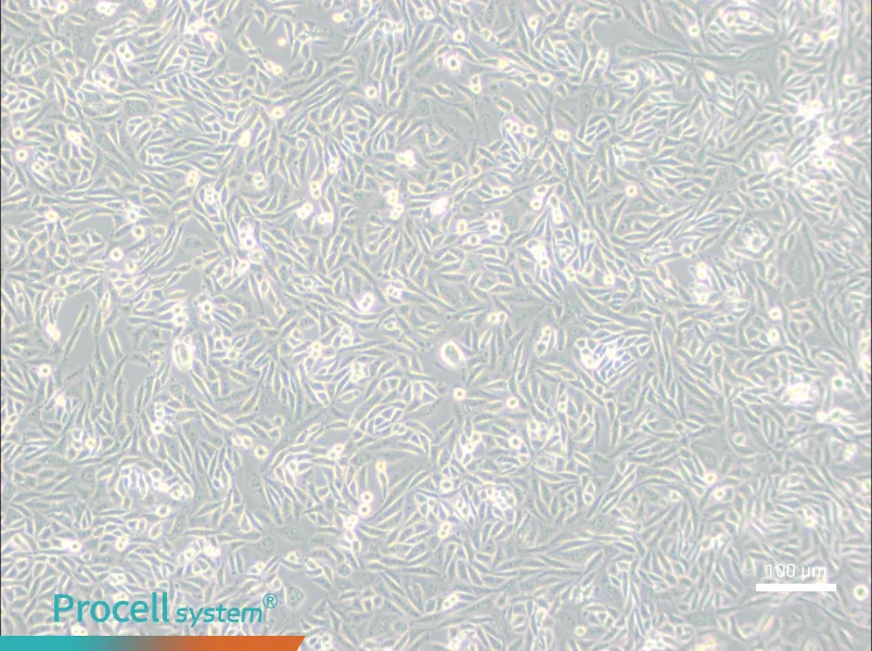 CHO-K1 Cell Complete Medium - 3