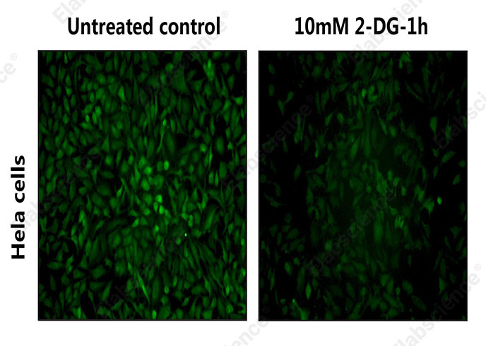 2-NBDG Glucose Uptake Cell-Based Kit - 2
