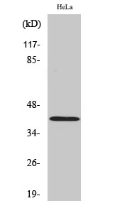 Actin Polyclonal Antibody - 2