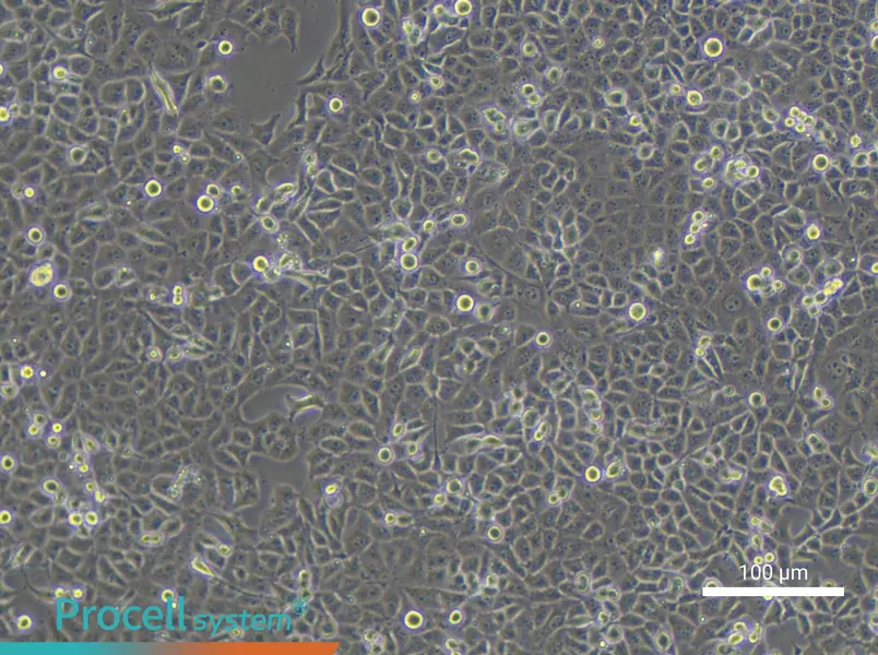 PANC-1 Cell Complete Medium - 2