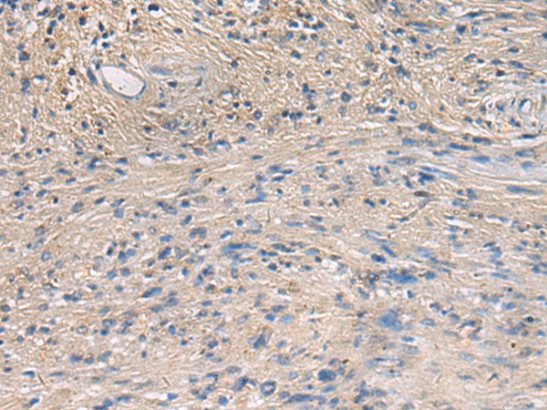 PA2G4 Polyclonal Antibody - 2