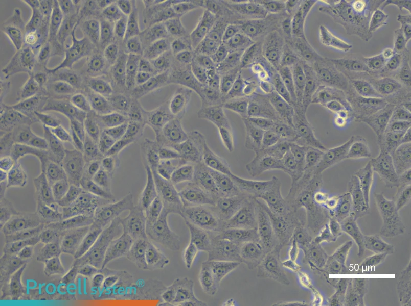 Vero Cell Complete Medium - small - 5