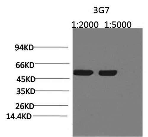 Rubisco (Large Chain) Monoclonal Antibody - 1