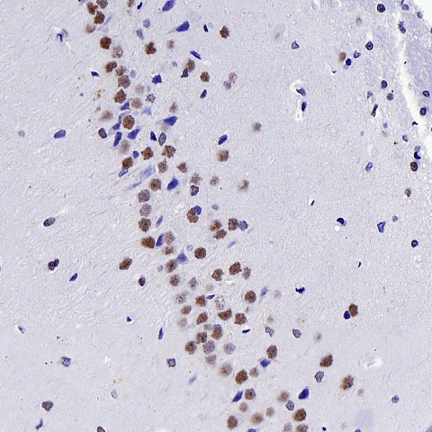 c-Fos Polyclonal Antibody - small - 4